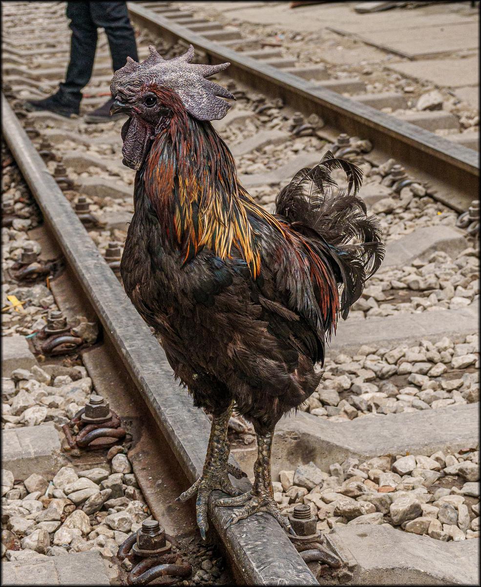 Vietnam Rooster..jpg