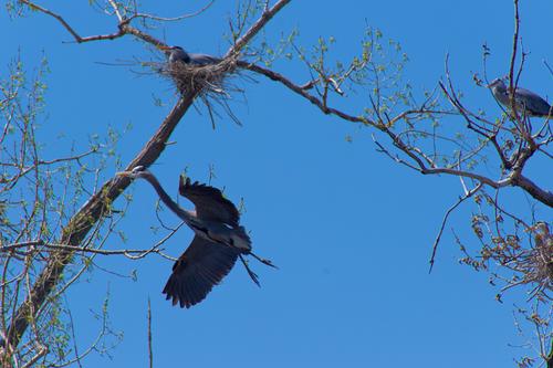 Marshall Terrace Park - Herons - 1 of 8.jpeg