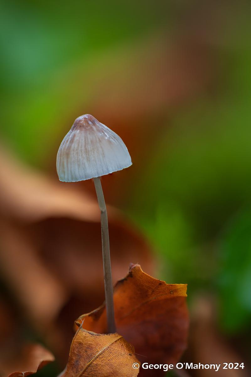 Fungi 2024 (6).jpg
