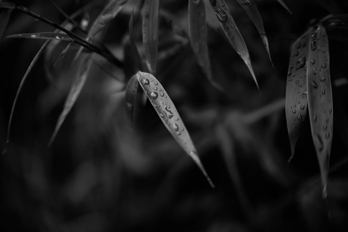 Super-Prominar_65mm_016.jpg