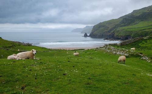 Sheep Grazing Wild Atlantic Way.jpg