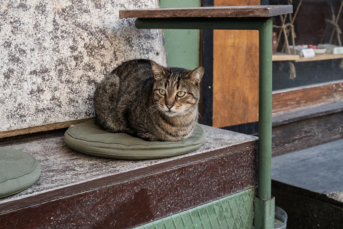 Street Cats of Istanbul
