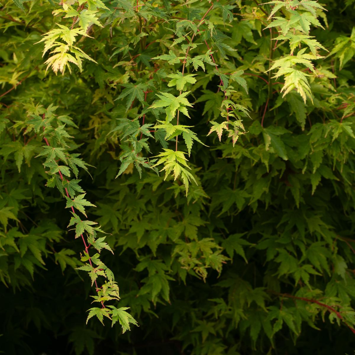 P9305611.jpg