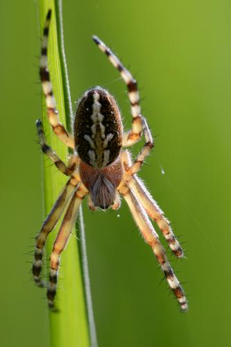 Spider-1b.jpg
