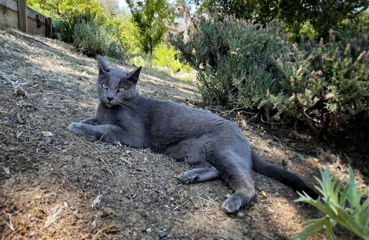 mokey outside cropped small_Snapseed.jpg