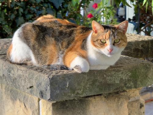 Street Cats of Istanbul