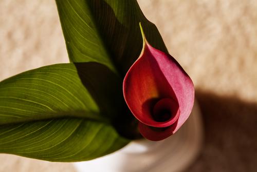 Red-Calla.jpg