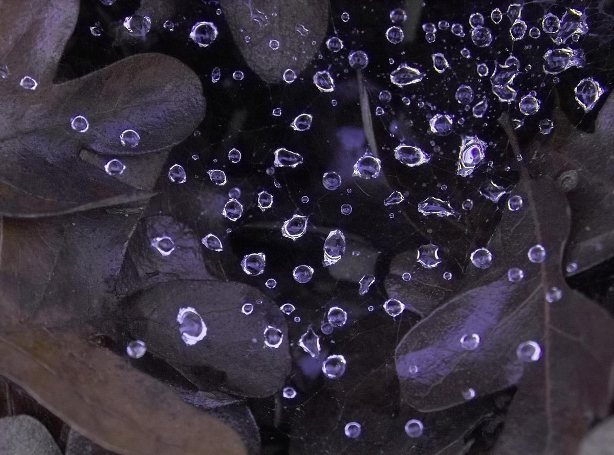 dewdrops on web.jpg