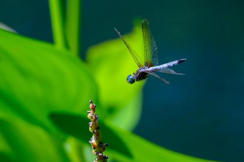 Gibbs Gardens 240818 - 25-Edit-2.jpg