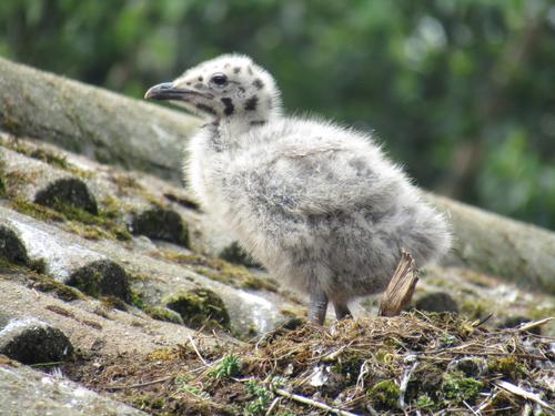 hyle cornwall herring gull.JPG