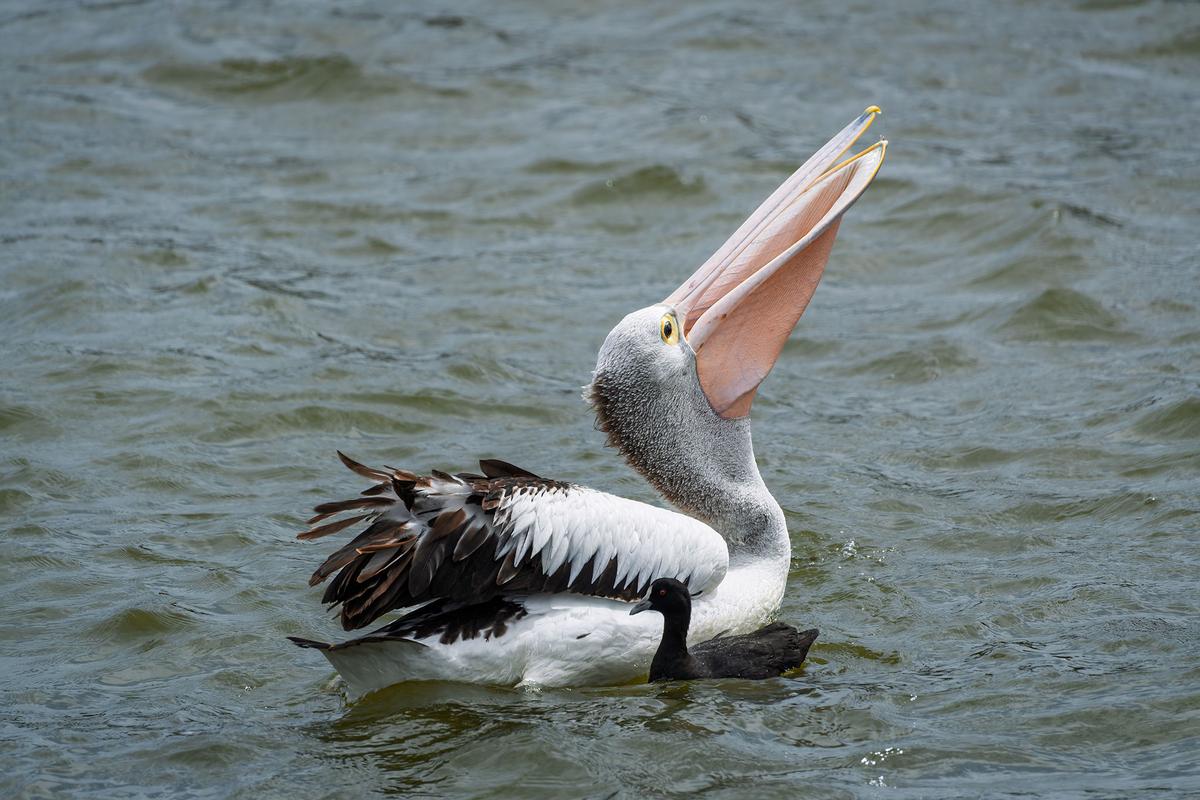 _7RV5375_Pelican_4.jpg