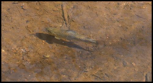 4-20-23 - Brown trout.jpg