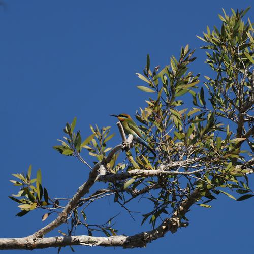 Rainbow Bee-eater 05.JPG