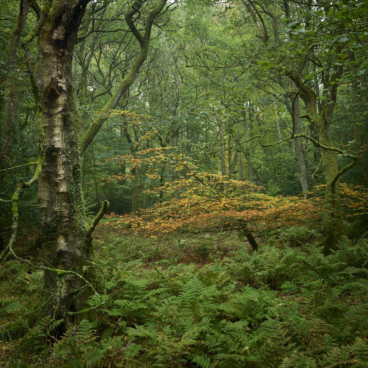 DSC_7812.jpg