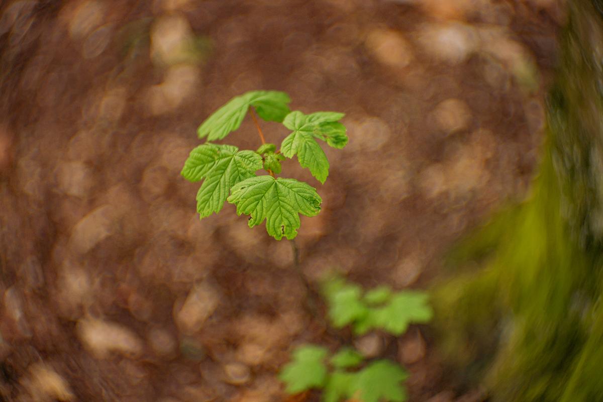 OptischeWerkeGoettingen_Kiptar_C_85mm_F1-6_05.jpg