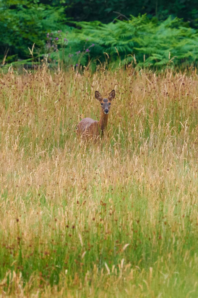 DSC_7536.jpg