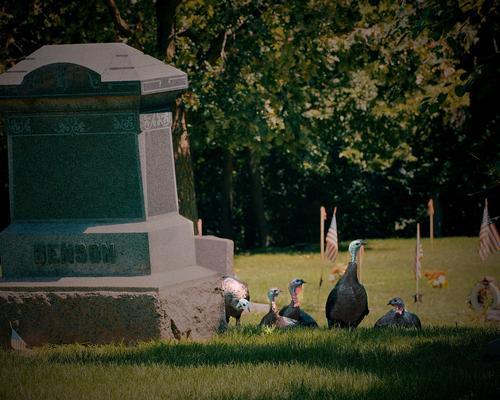 Turkeys at the Cemetery.jpg