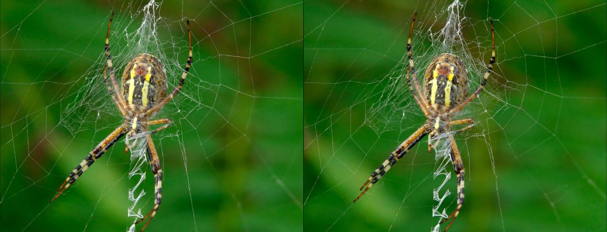 Spider web.jpg