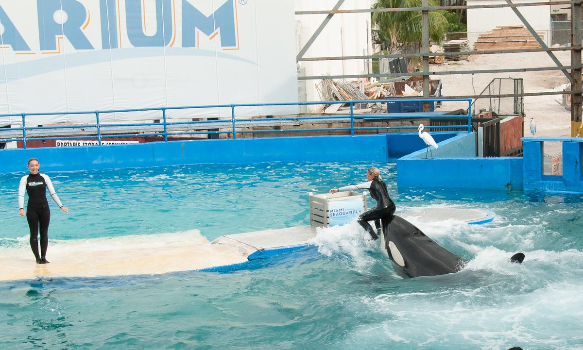 Miami Seaquarium 060916-47.jpg
