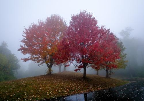 Colorful trees in fog.jpg