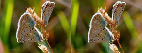 Three Butterflies.jpg