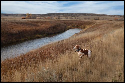 10-22-22 - Classic point by Joy.jpg