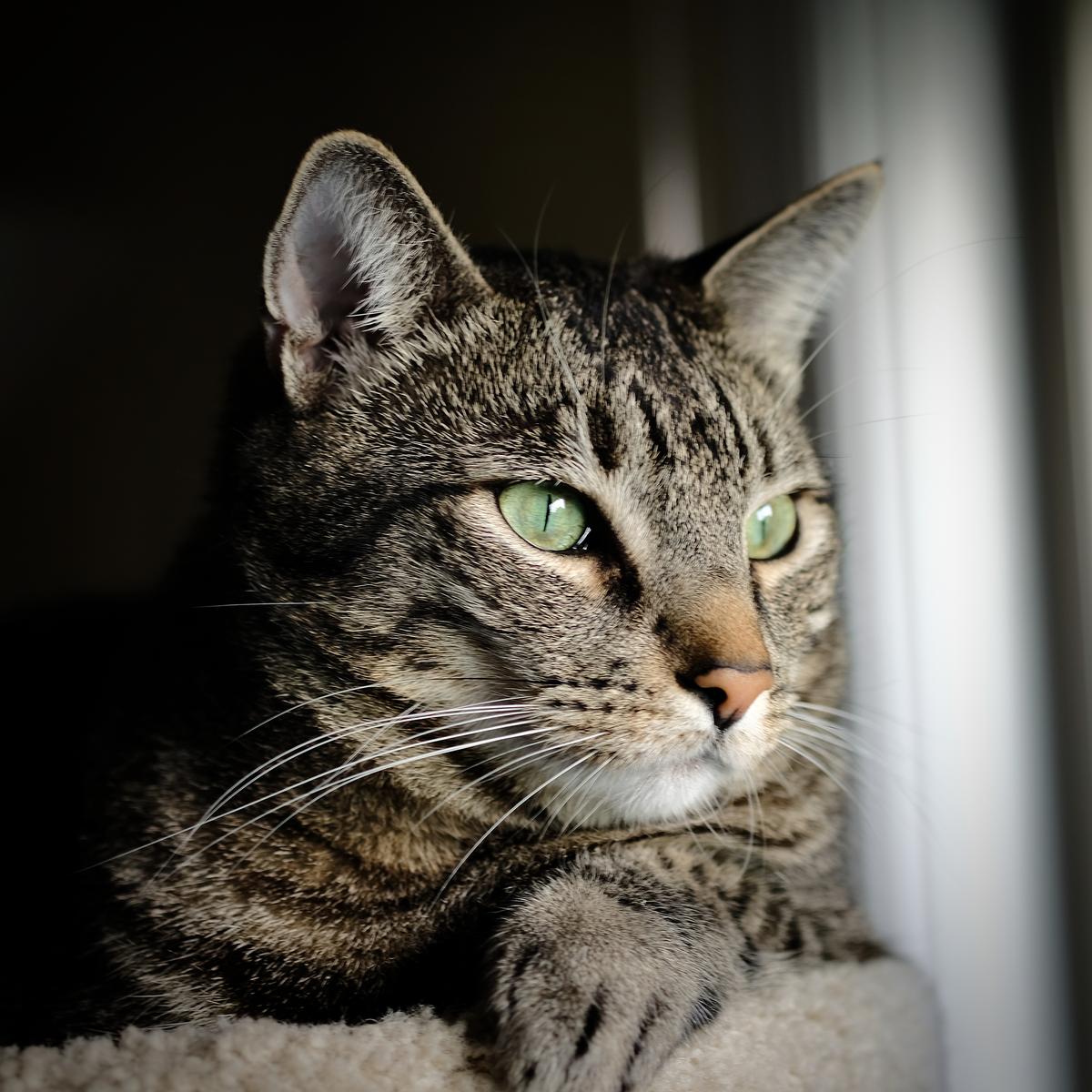 003 - Leo Portrait.jpeg