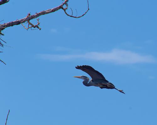 Marshall Terrace Park - Herons - 4 of 8.jpeg