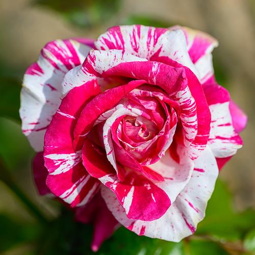 Rose-6.jpg
