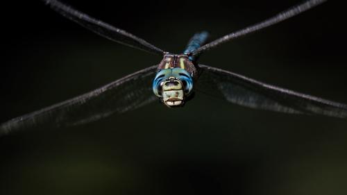 Dragonfly.jpg