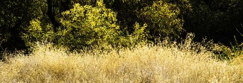 Grasses & Woods S.jpg