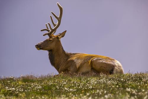 Bull Elk.jpg