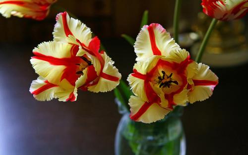 Flaming Parrot Tulips.jpg