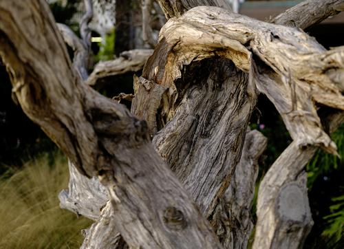 Gnarled-Tree2.jpg