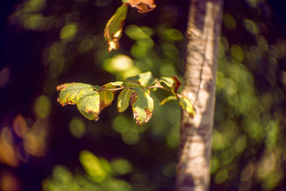 Proiectar_50mm_180.jpg