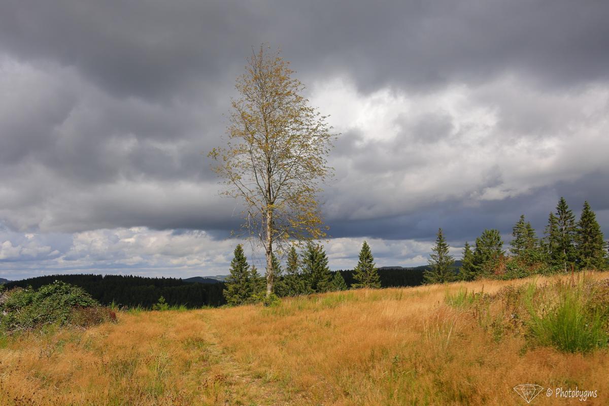 62B_4958.jpg