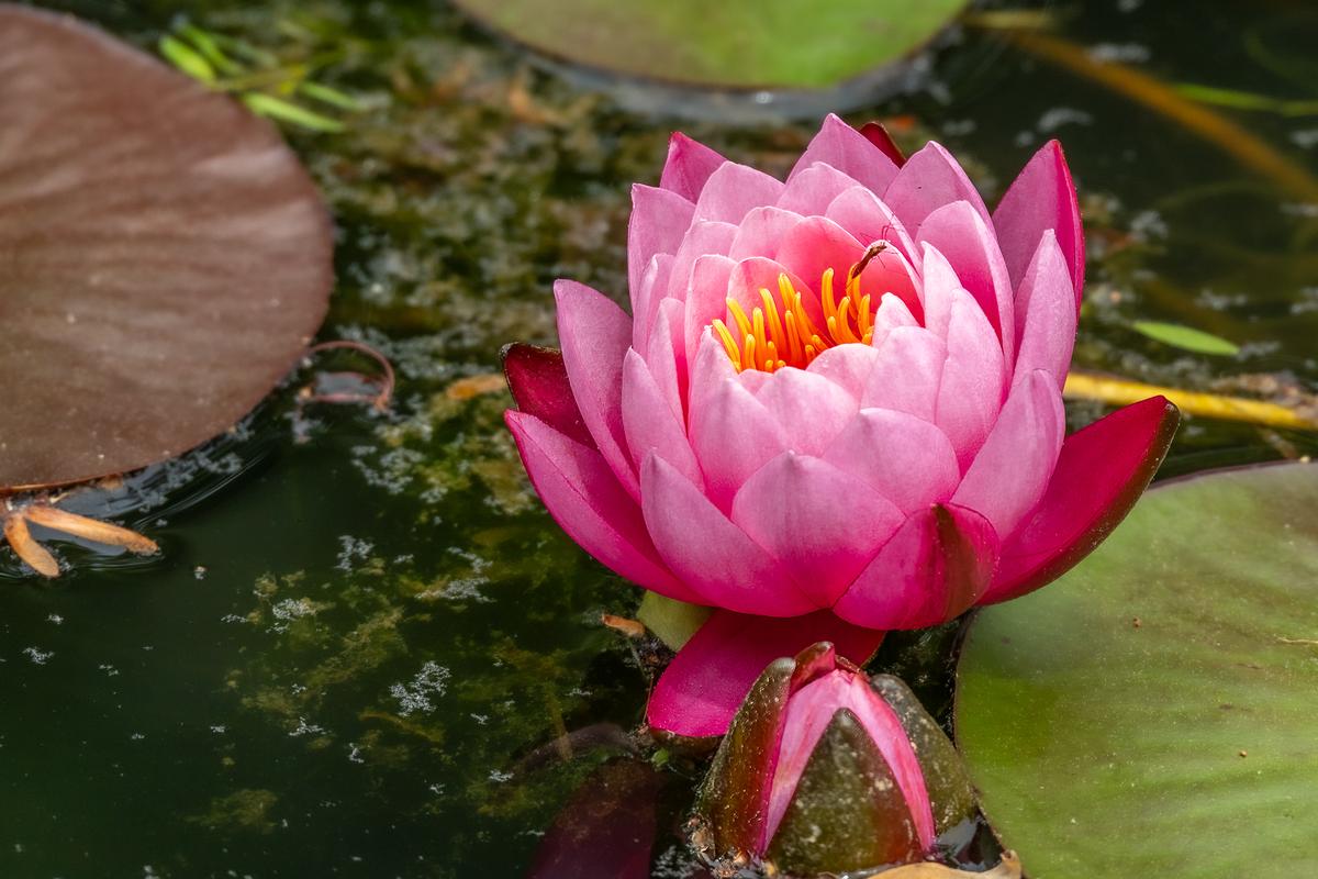 Gibbs Gardens 20260419 - 1399.jpg