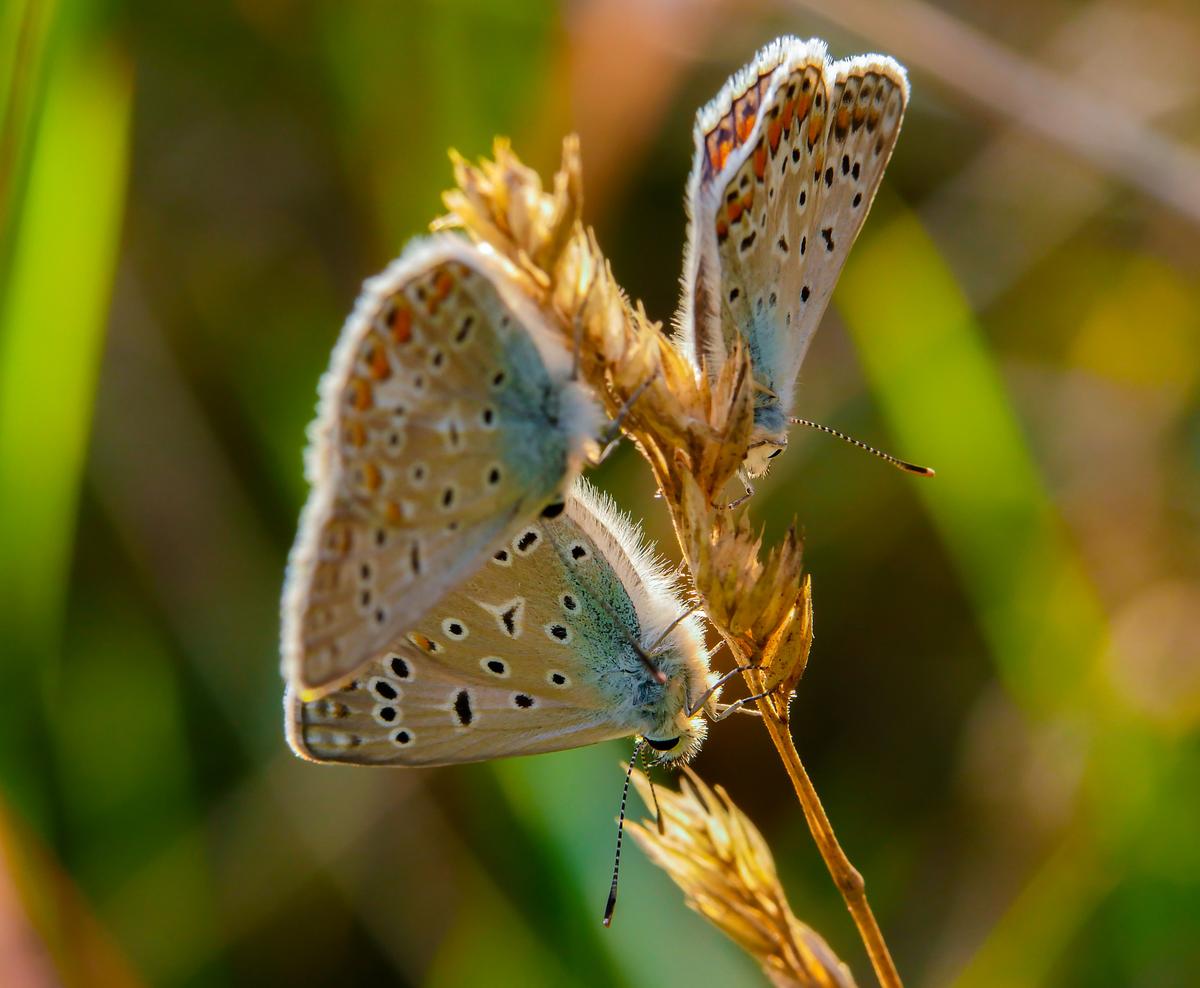 three butterflies.jpg