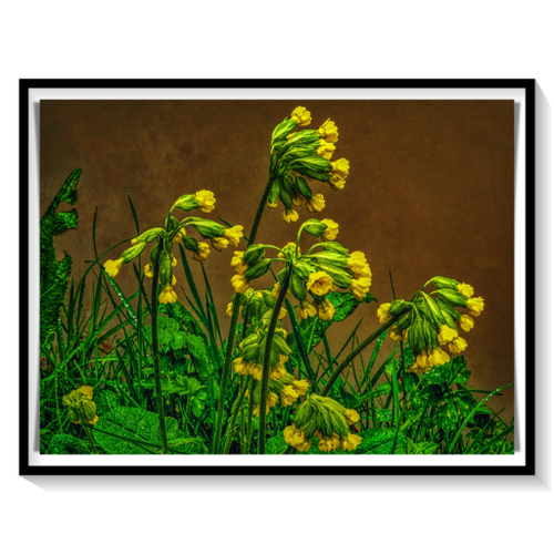batch_DSCN1544-Cowslips-Ranges-Everleigh-Wiltshire-512.png