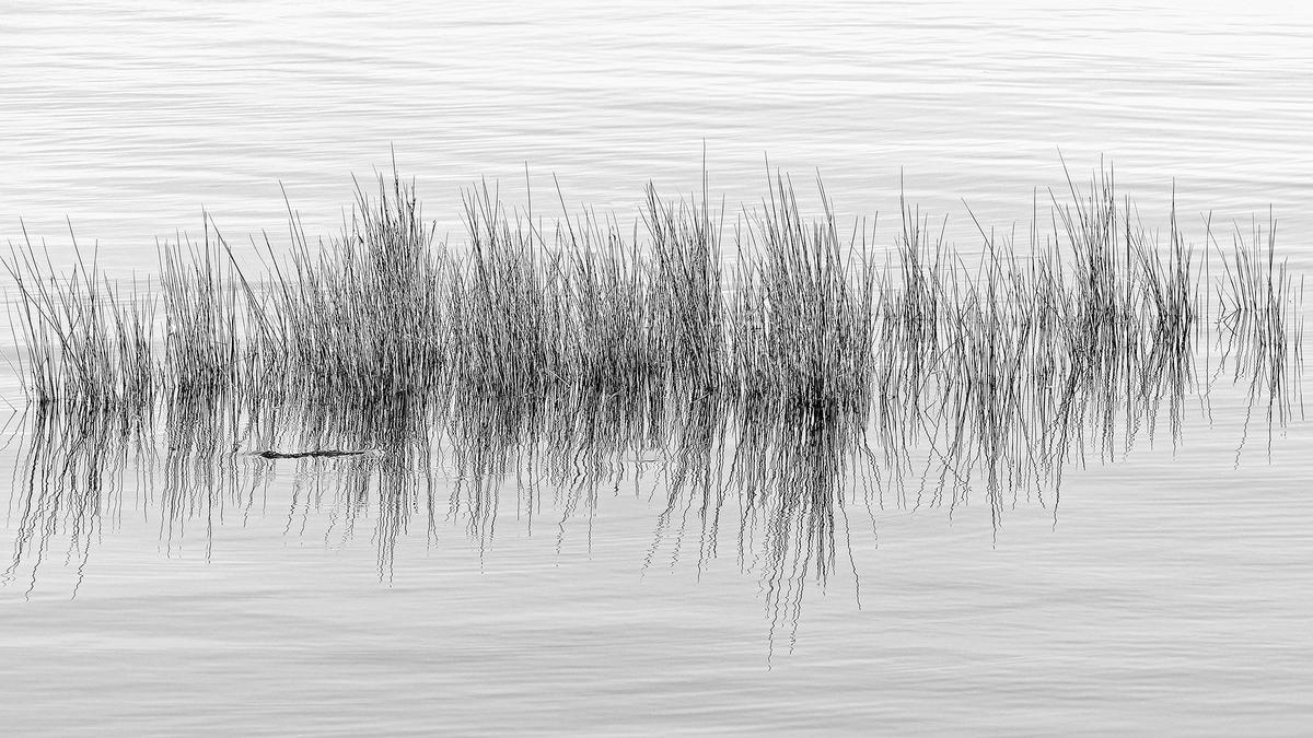_VII0828_Reeds_B&W.jpg