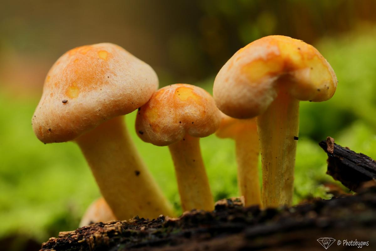 62B_9912.jpg