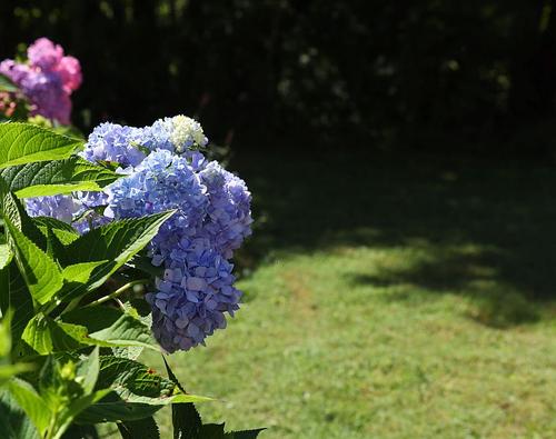 hydrangeas(2).jpg