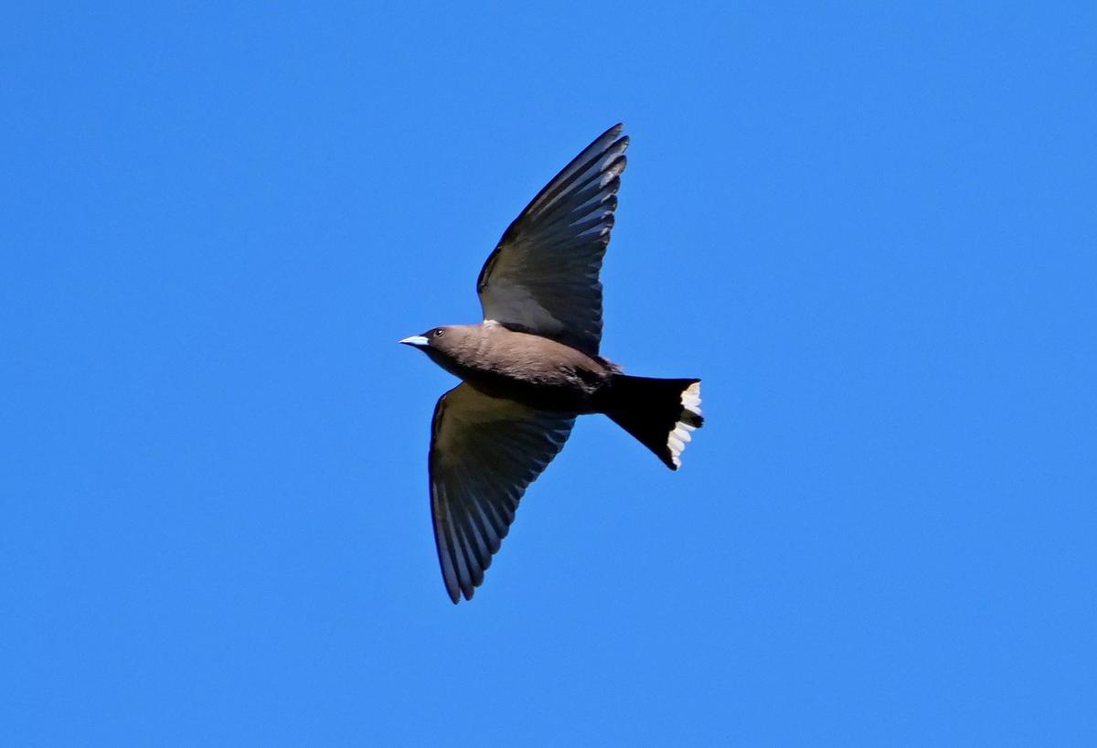 P1339009a.JPG