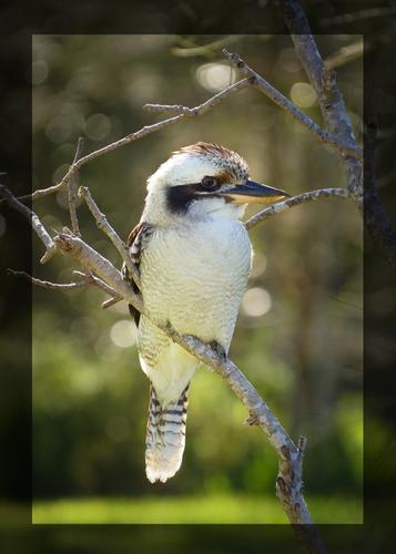 kookaburra web.jpg