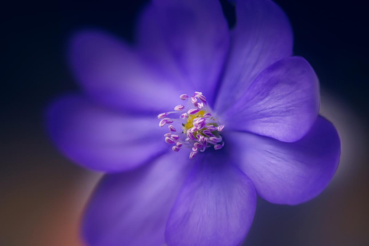 Proiectar_50mm_Stack1.jpg