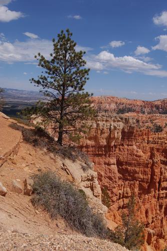 Tree at Bryce Canuon2.jpg