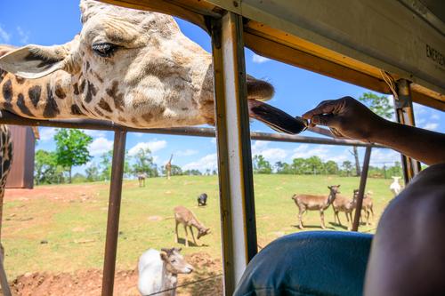 Safari Park 230430 - 27.jpg