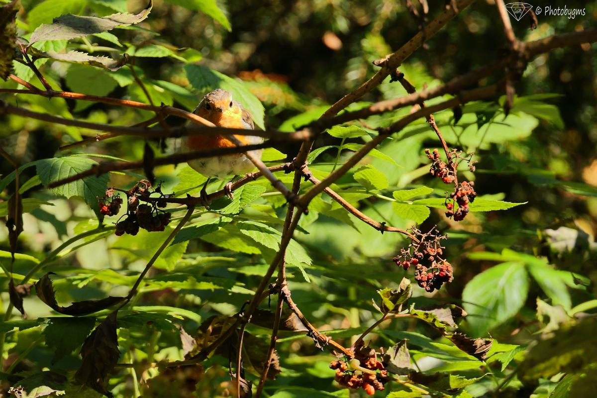 62B_4982.jpg