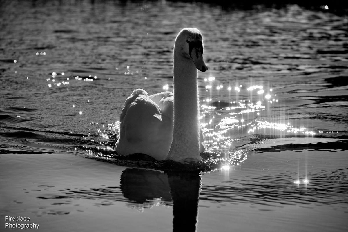 DSC_4048 d - B&W smaller.JPG