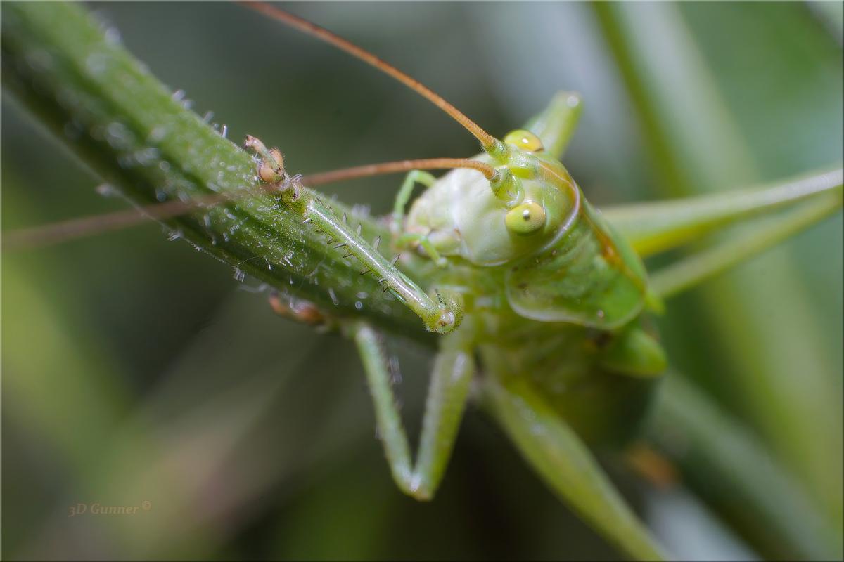 Baby Grasshopper.jpg